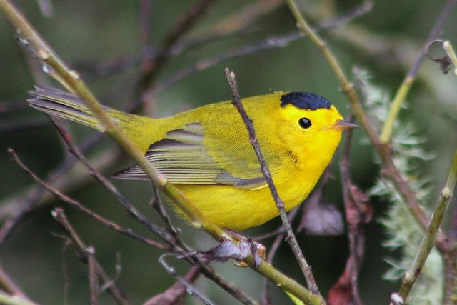 Wilson’s Warbler