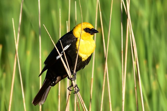 Yellow-Headed Blackbird