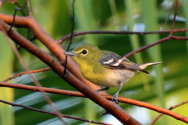 Yellow-Throated Vireo