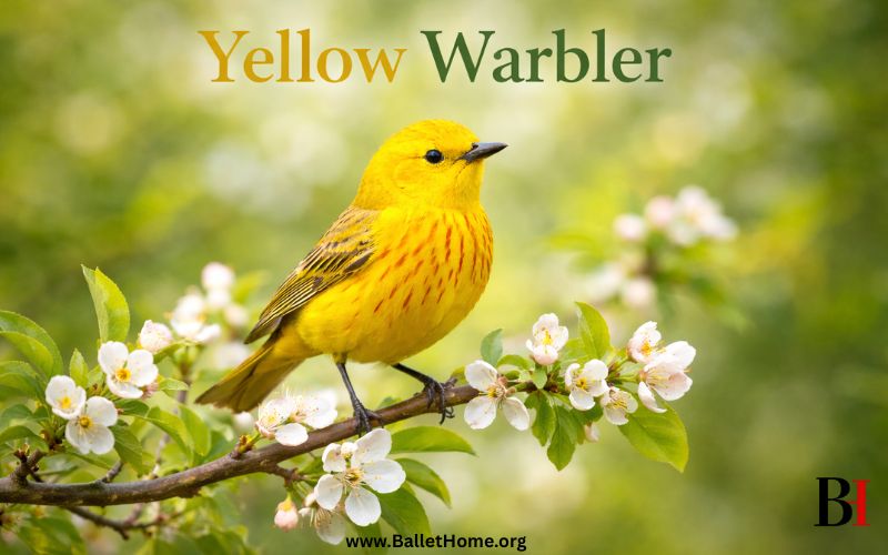 Yellow Warbler is most beautiful types of yellow birds