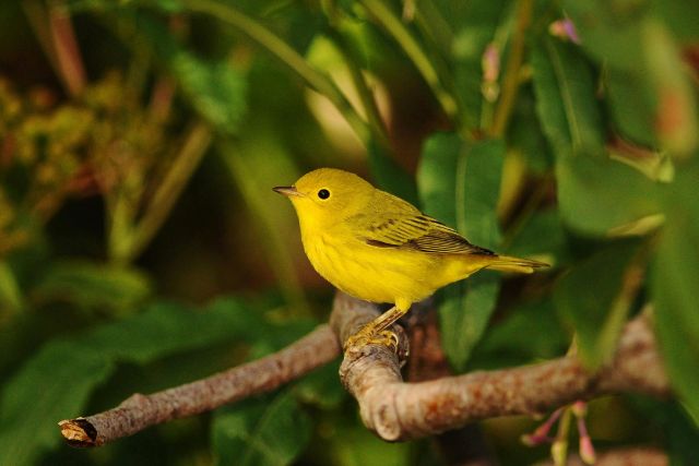 Yellow Warbler