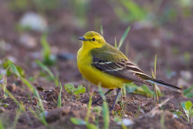 Yellow wagtail